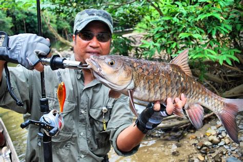 We discuss the perch fish itself, perch lures, perch rigs, tackle and much more. Big Fishes of the World: PERCH JUNGLE (Hampala macrolepidota)