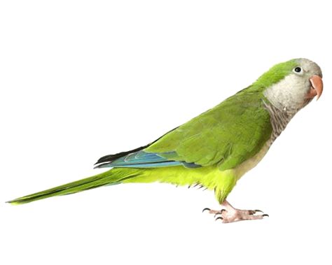 Download Green Parrot Png Images Download Hq Png Image Freepngimg