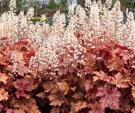 Coral bells heuchera coral bells plant front yard plants border plants flowers perennials shade plants shade garden flower beds garden planning. Heuchera Spellbound Coral Bells | Etsy | Heuchera, Shade ...