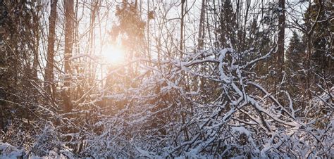 Frosty Winter Landscape In Snowy Forest Stock Photo Image Of Frozen