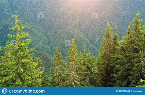 Green Spruce Trees On Background Of Mountain Pine Forest Stock Photo