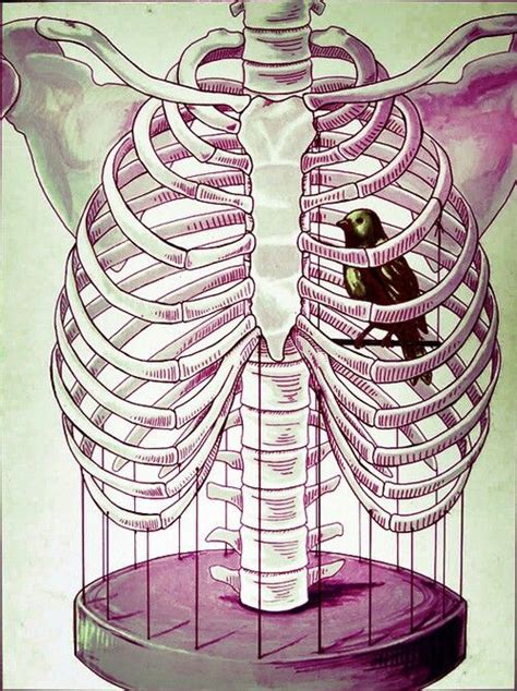 In humans, the rib cage is located in the upper body and consists of 24 bones that serve the purpose of protecting many vital organs. 17 Best images about Ribcage Tattoos/Art on Pinterest ...