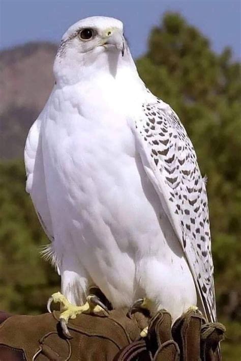 White Eagle Splendidi Uccelli Uccelli Esotici Uccelli Selvatici
