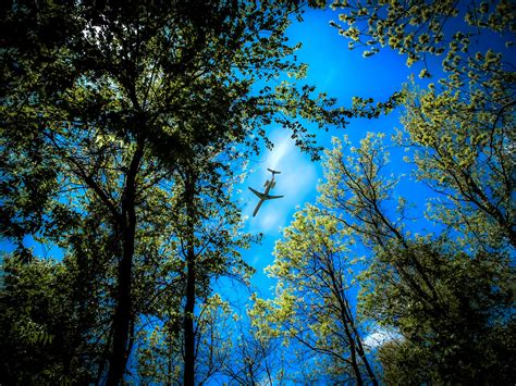 Forest Trees Blue Sky Plane Flying Over The Forest Wallpaper Travel