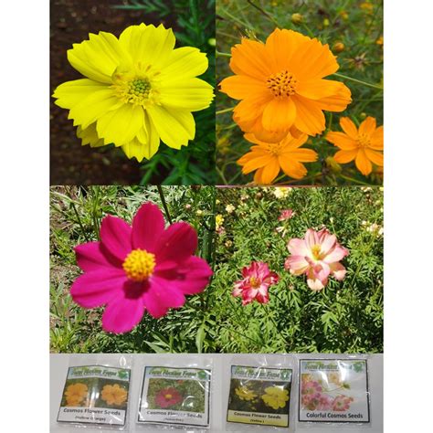 Moreover, they are made invisible to be browsed or searched for by other users. Cosmos Flower Seeds w/ Different Colors | Shopee Philippines