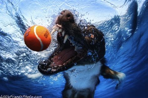 13 Funny Underwater Dog Pictures 13 Pics Amazing Creatures