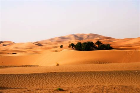 Download 3840x2160 Desert Sand Sahara Plants Wallpapers For Uhd Tv