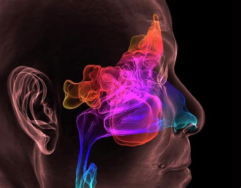 Throat And Paranasal Sinuses Photograph By K H Fungscience Photo