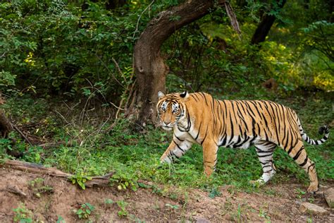 All About The Bengal Tiger Majestic Creature Of The Indian Jungle