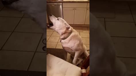 Talking Dog Engages Hilarious Conversation With His Owners