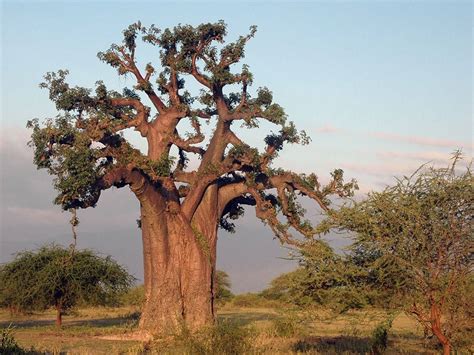 African Baobab Tree Of Life Medicinal Benefits Propagation Crop