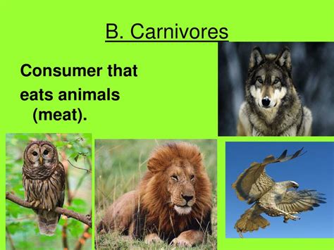 Ppt Producers Consumers And Decomposers Powerpoint Presentation