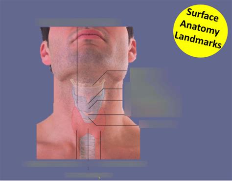 Surface Anatomy Of Anterior Neck Diagram Quizlet