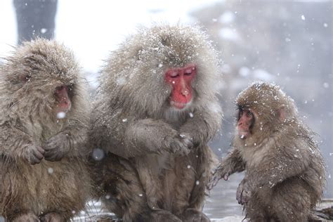 Hidden Wonders Of Japan Waiting For Spring In Jigokudani Snow Monkey