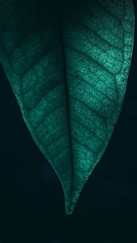 Nature Green Leaf Macro 4k Wallpapers Hd 4k Background