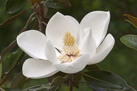 The Meaning And Symbolism Of The Word Magnolia