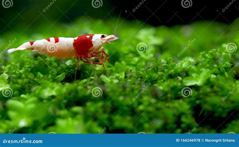 Red Bee Dwarf Shrimp Stay On Green Grass And Look For Food In Fresh