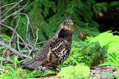 Ruffed Grouse Hen Bonasa Umbellus Photograph By Robert C Paulson Jr