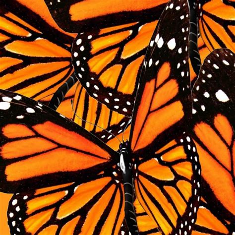 Monarch Butterflies Wing Collage Pattern 1 Hand And Bath Towel By
