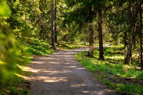 Wald Nordic Natur Kostenloses Foto Auf Pixabay