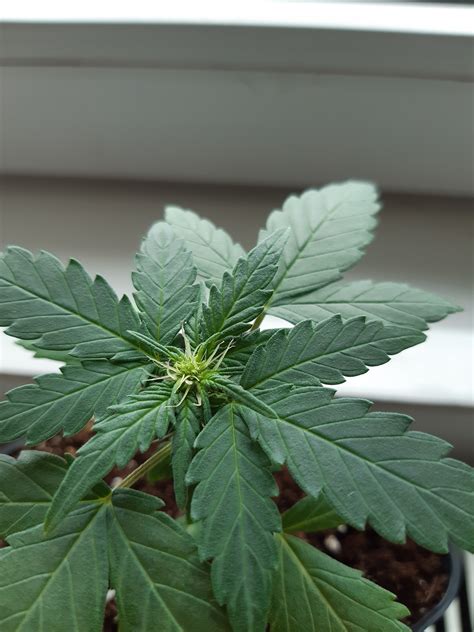 Autoflower Flowering Too Early Grasscity Forums The