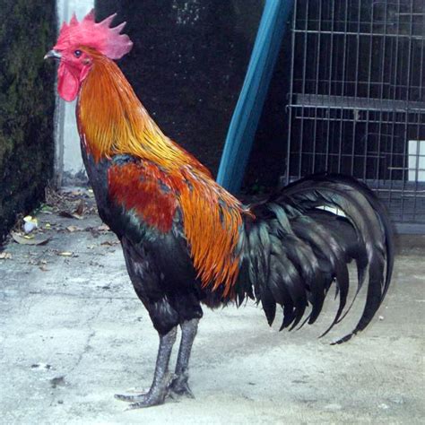 Ayam adalah sejenis burung peliharaan. Bagaimana "mencetak" ayam kampung super? | OM KICAU