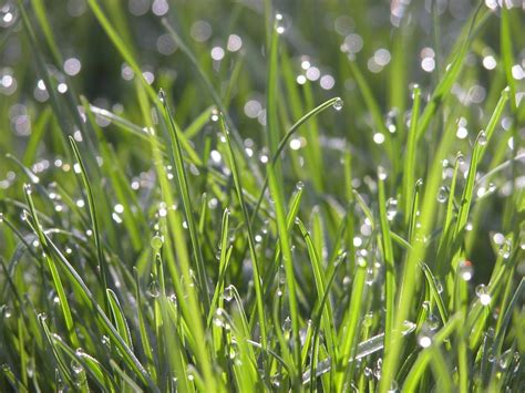 Dew On Grass Free Photo Download Freeimages