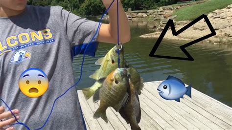 If catch and cook sounds like something you want to try, we've compiled a list of the best pages to follow on instagram and youtube. BLUEGILL CATCH AND COOK!! (HUGE FISH) - YouTube
