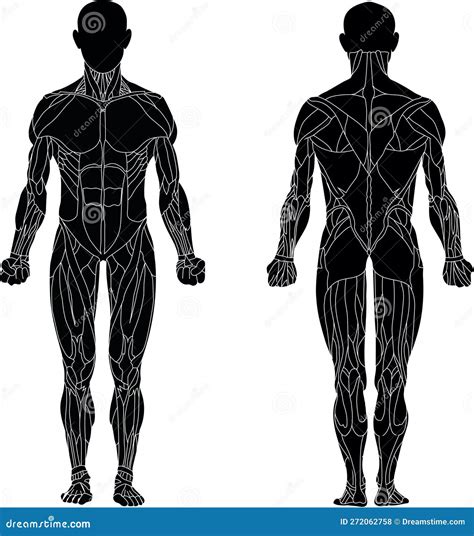 Sistema Muscolare Del Corpo Umano Anatomia Anteriore Vista Posteriore