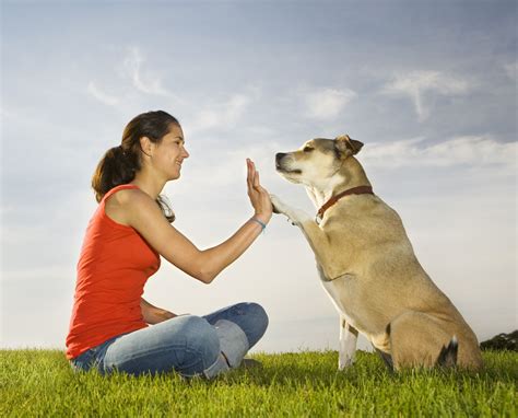 10 Tips For First Time Dog Owners