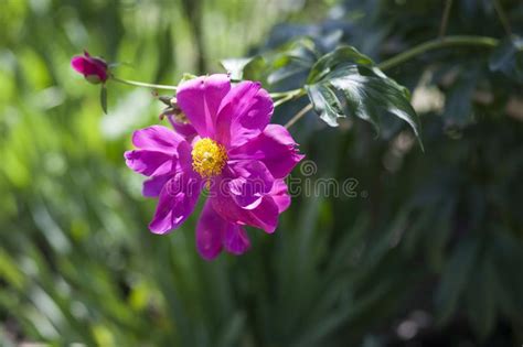 Flower Pink Peony Stock Image Image Of Peony Nature 99767909