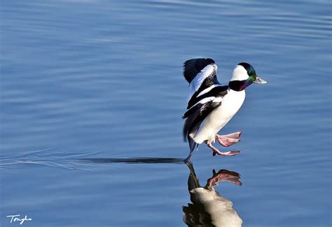 17 Best Images About Bufflehead On Pinterest Canada Ontario And Duck