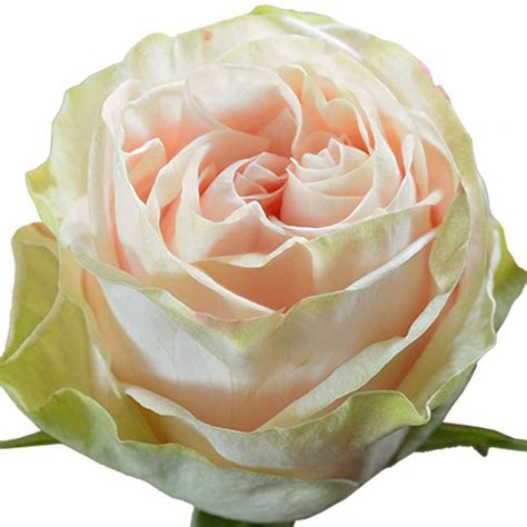 Cream Garden Spirit Roses Wholesale Flowers And Diy Wedding Flowers