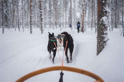 Experience The Canadian Wilderness Like Never Before Yellowknife Dog