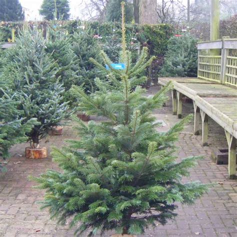 Nordman Fir Christmas Tree Uk