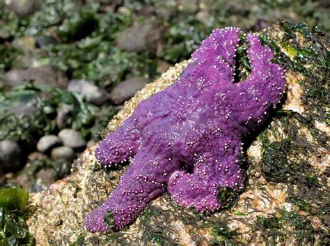 Purple Sea Star In The Sunshine Stock Photo Image Of Starfish Shore