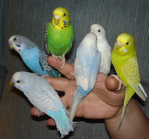 Parakeets For Sale $15 - Maryland's Biggest Bird Breeders maryland