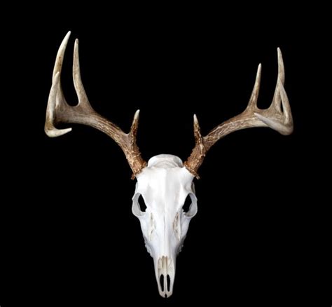 Side View Of Whitetail Deer Antlers — Stock Photo © Deepspacedave 3441325