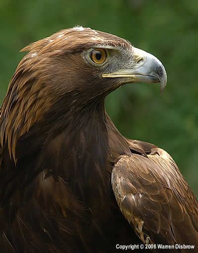 Pin by Aria Wellington (BeautifulChao on |• Ravenclaw •| | Pet birds