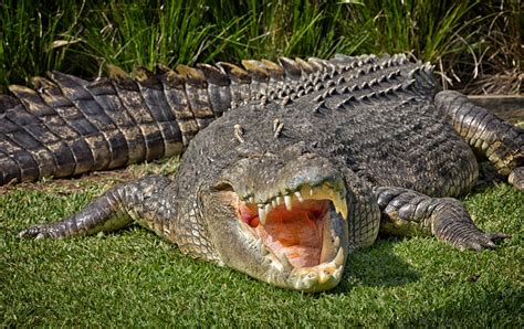 Saltwater Crocodiles Taste For Terrestrial Prey Saved Them From Extinction