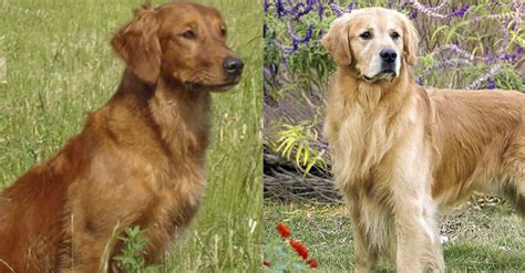 Red Golden Retriever The Complete Guide Puppies Price Differences