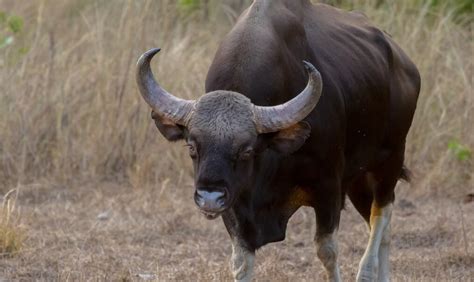 The Wild Gaur Tiger Reserves In India