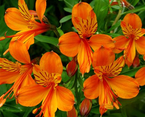 Shoreline Area News Orange Flowers Perform In The Garden