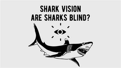 Demystifying Shark Vision How Do Sharks See Shark Truth
