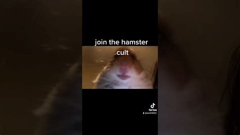 Join The Hamster Cult Now Youtube