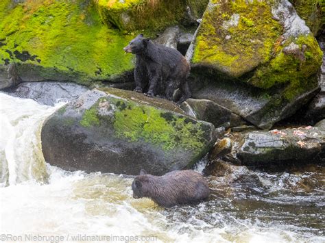 Black Bear Anan Creek Near Wrangell Alaska Photos By Ron Niebrugge