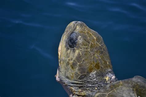 On the other hand, the largest sea turtle, leatherback weighs over 2000 lbs (or. A Look at the Multiple Threats to Leatherback Turtles ...
