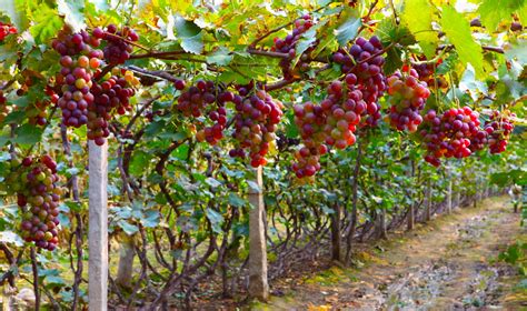 Produtores da região de jales comemoram bons resultados com grape tree plants grapes tree. Top 7 Fruit Trees Grown For Small Places - Blogrope