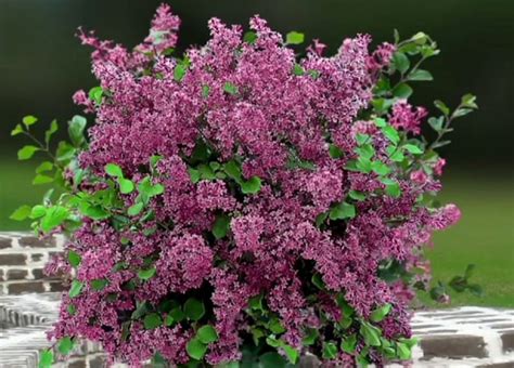 One Of The Most Fragrant Plants Comes In This Dwarf Version Georges