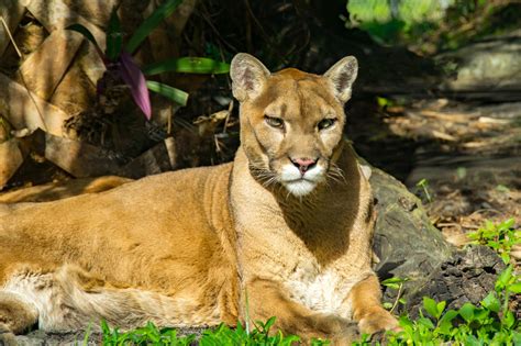 Two Endangered Florida Panthers Found Dead A Day Apart